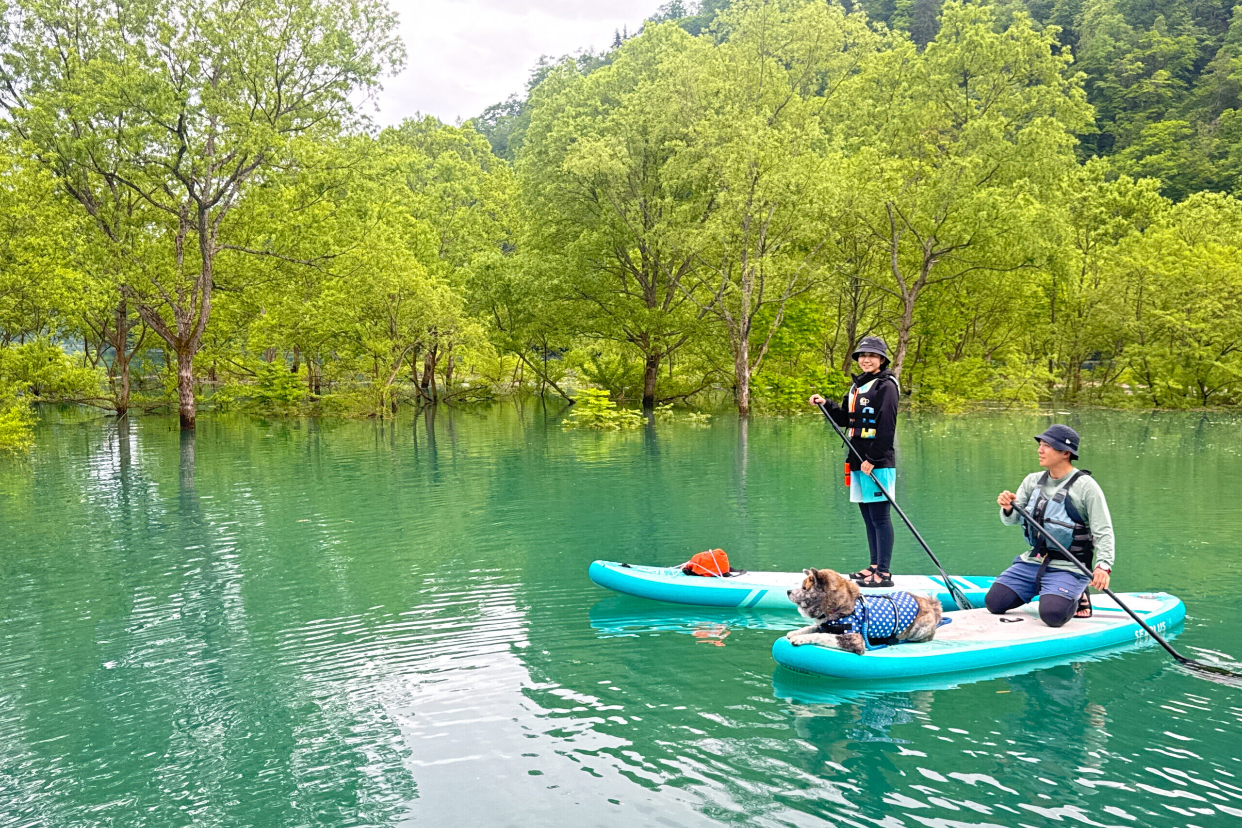 田沢湖 水没林SUPツアー｜5月限定、水没した森をパドルボードで探検
