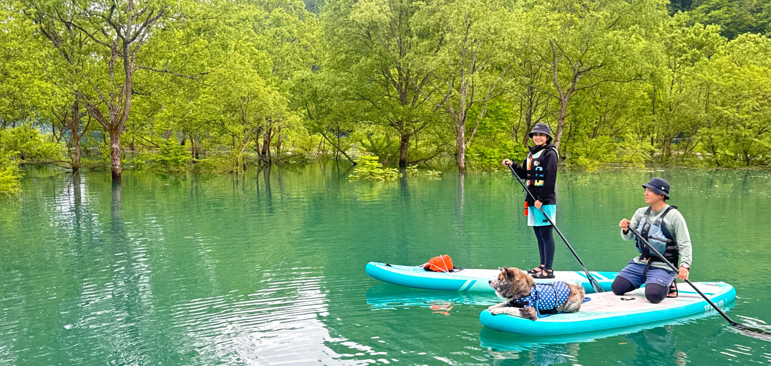 水没林SUPツアー