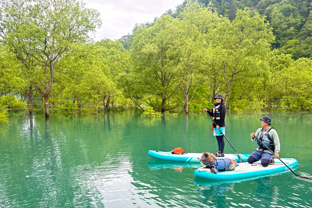 新緑の秋扇湖水没林をSUP（サップ）で進むツアー参加者