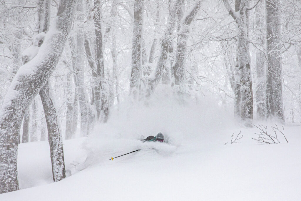森吉山のブナの森で、深雪(パウダースノー)を滑るスキーヤー