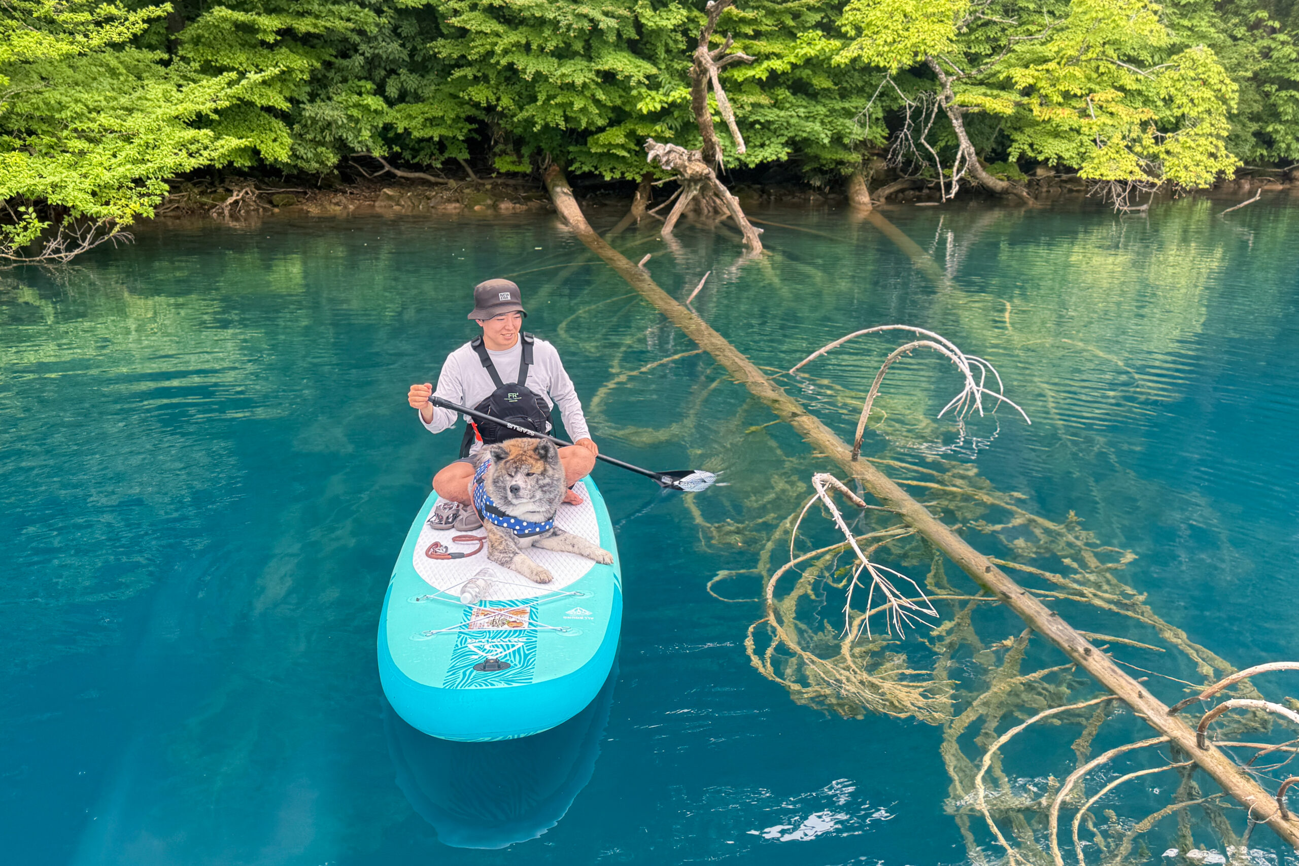 田沢湖SUP 水没林