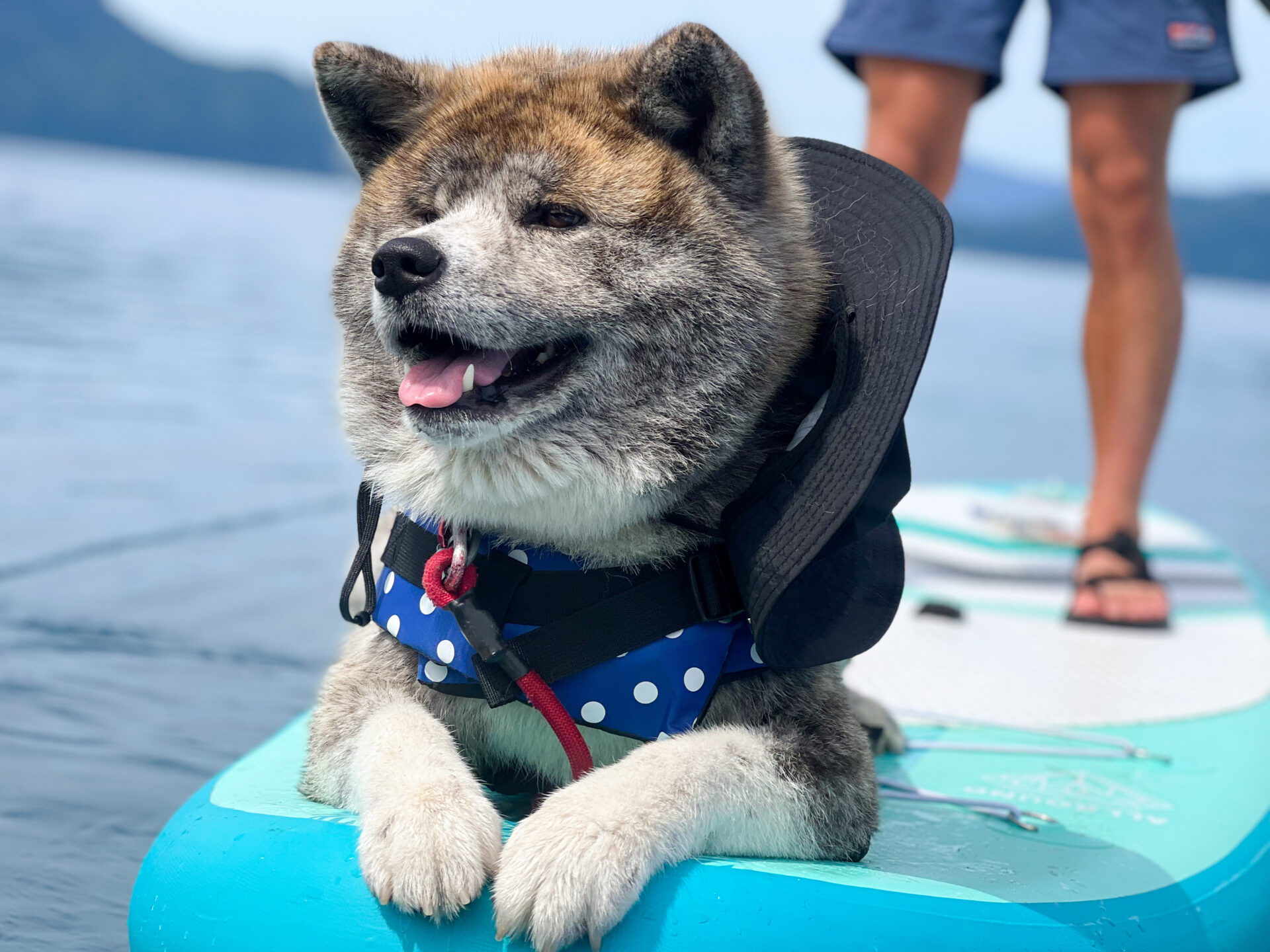 愛犬の秋田犬と一緒に楽しむ田沢湖SUPツアー