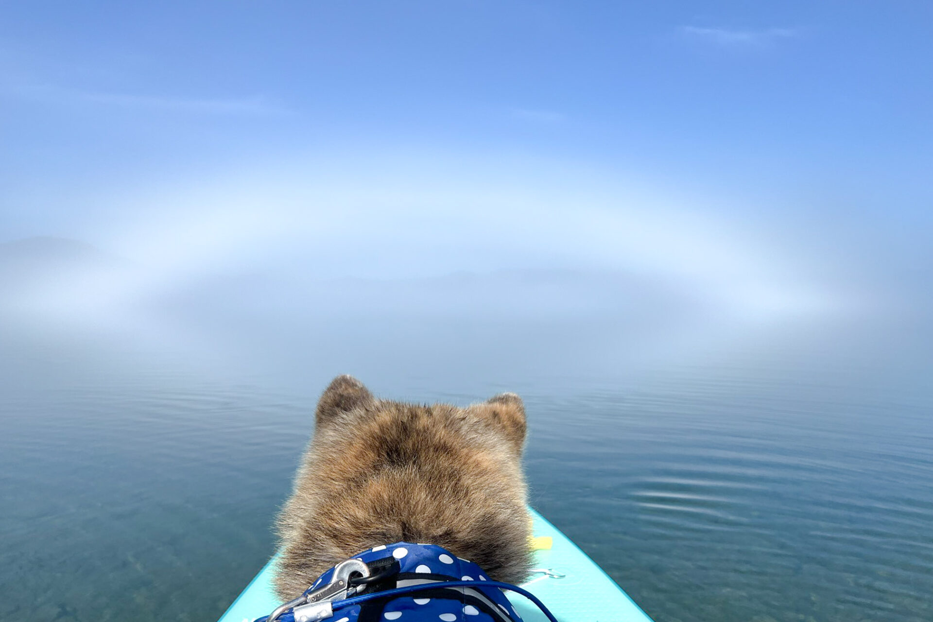 朝靄に包まれた田沢湖、ボードの先から霧の湖面を眺める秋田犬の後ろ姿