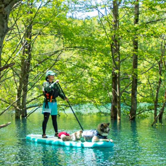 新緑の水没林を愛犬とSUPで進むツアー参加者