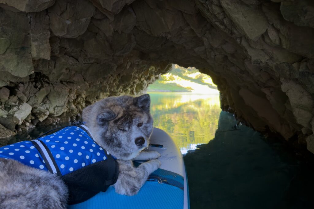 秋扇湖の岩のトンネルの中で、SUPボードに乗ってこちらを見る犬