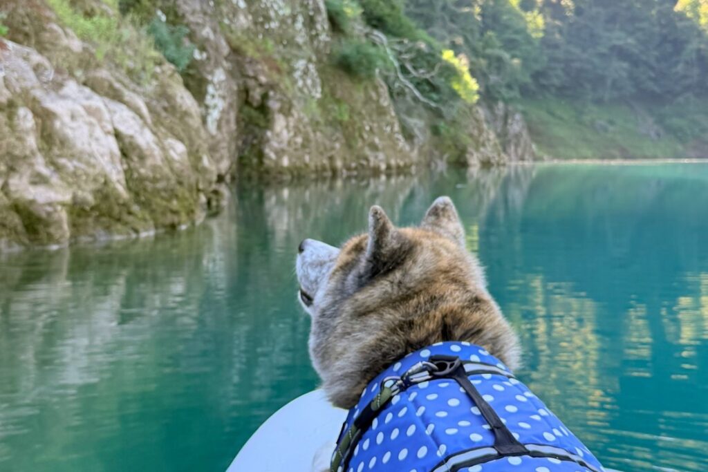 岩壁と森に囲まれたエメラルド色の秋扇湖を、SUPボードの上から眺める犬