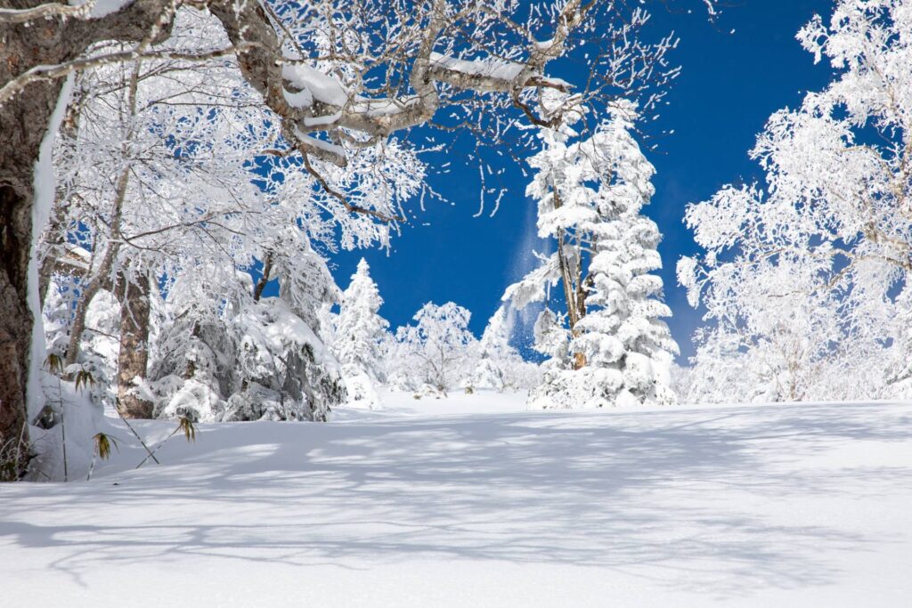 霧氷をまとった木々と青空、裏岩手の雪の森